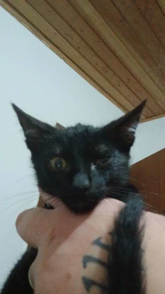 Gato ra a SRD-ViraLata idade 2 a 6 meses nome Café