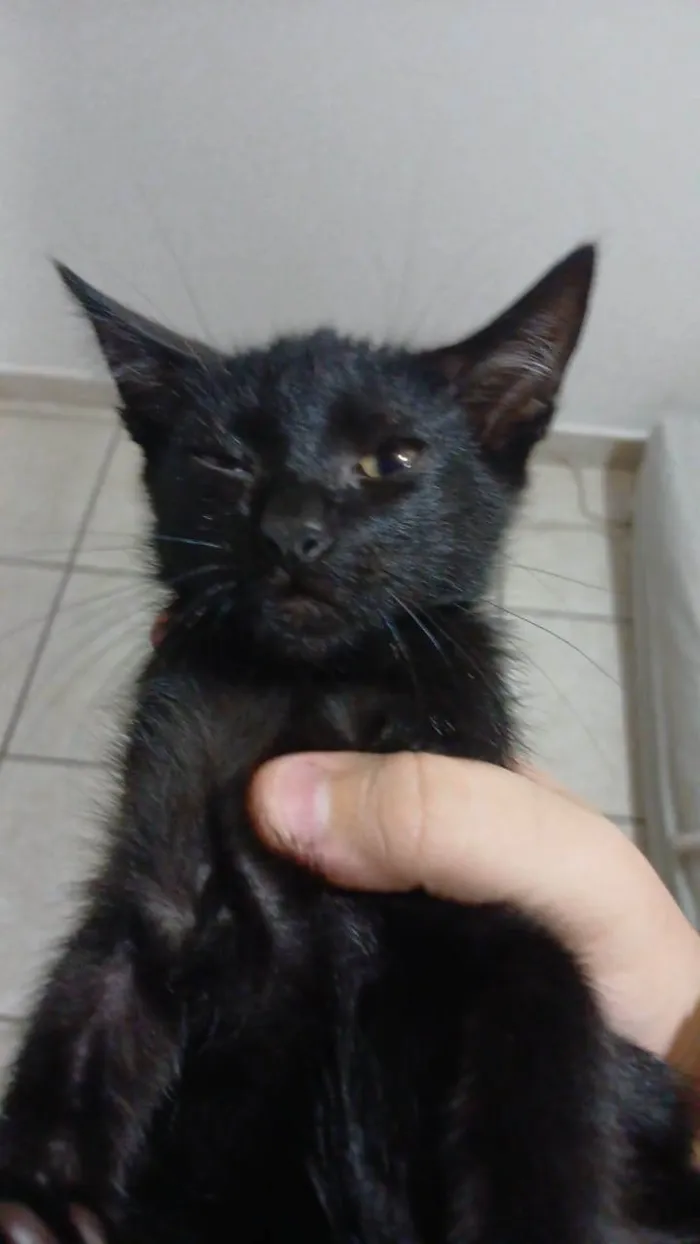 Gato ra a SRD-ViraLata idade 2 a 6 meses nome Café