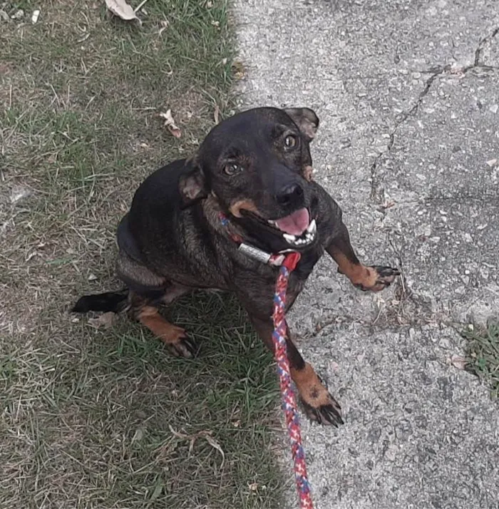 Cachorro ra a SRD-ViraLata idade 1 ano nome Maitê