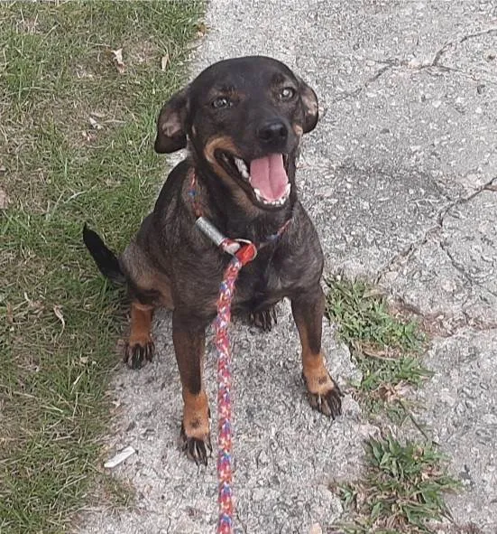 Cachorro ra a SRD-ViraLata idade 1 ano nome Maitê