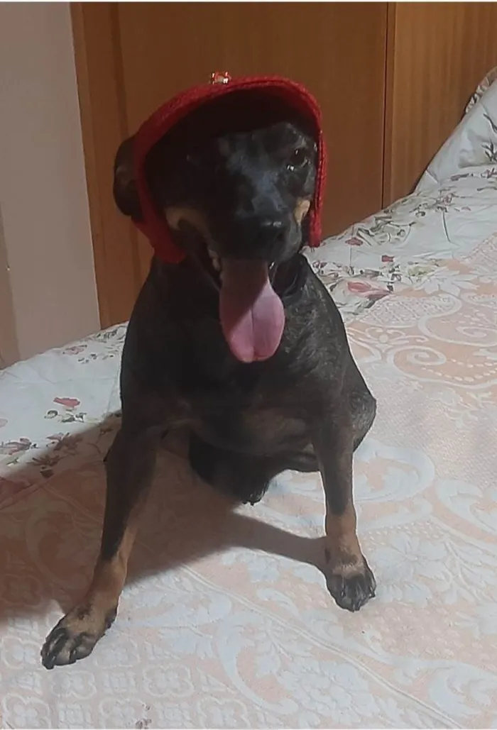 Cachorro ra a SRD-ViraLata idade 1 ano nome Maitê