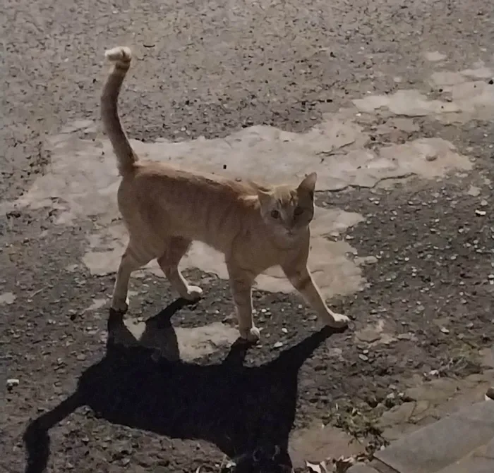 Gato ra a SRD-ViraLata idade 7 a 11 meses nome Sem nome