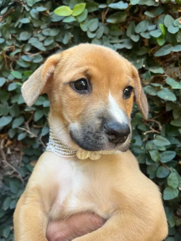 Cachorro ra a SRD-ViraLata idade Abaixo de 2 meses nome Rebeca Andrade 