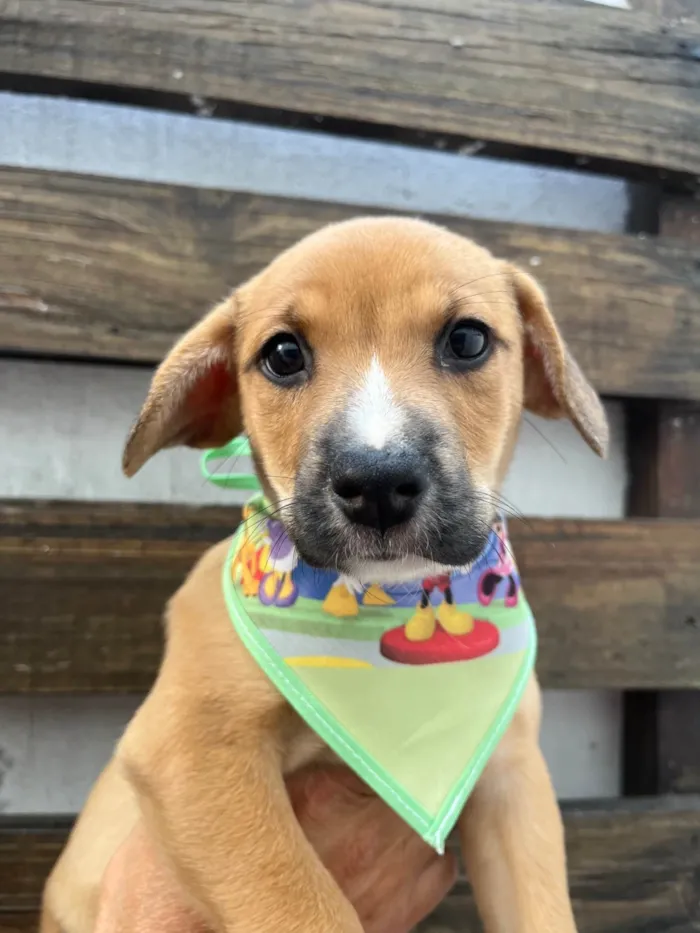 Cachorro ra a SRD-ViraLata idade Abaixo de 2 meses nome Rebeca Andrade 