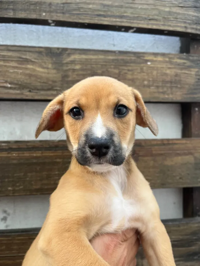 Cachorro ra a SRD-ViraLata idade Abaixo de 2 meses nome Rebeca Andrade 