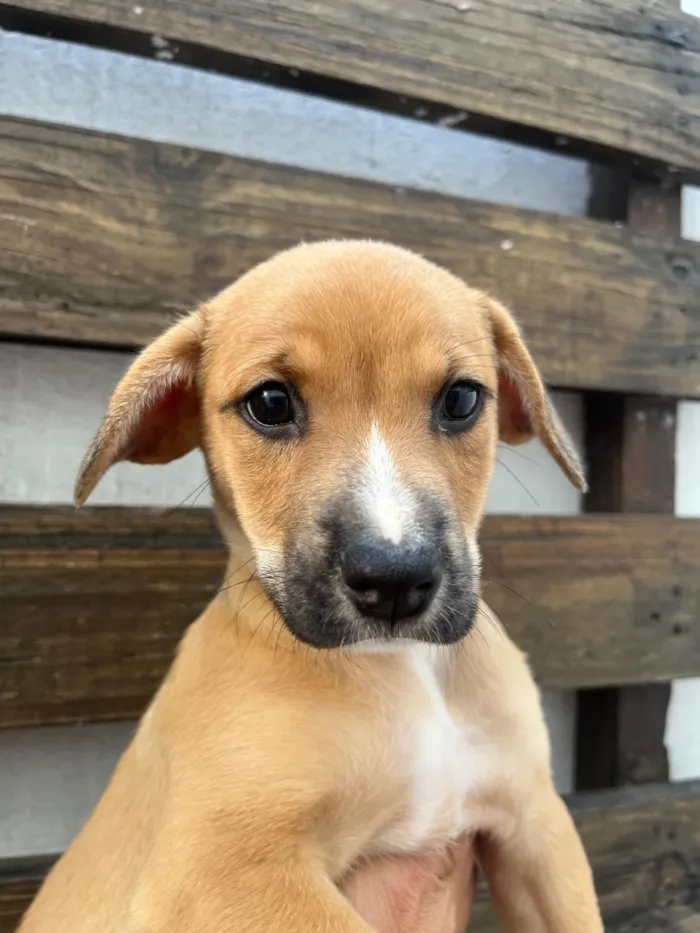 Cachorro ra a SRD-ViraLata idade Abaixo de 2 meses nome Rebeca Andrade 