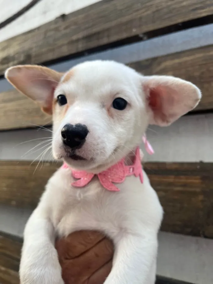 Cachorro ra a SRD-ViraLata idade Abaixo de 2 meses nome Julia Soares