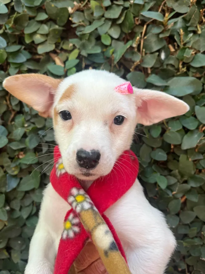 Cachorro ra a SRD-ViraLata idade Abaixo de 2 meses nome Julia Soares