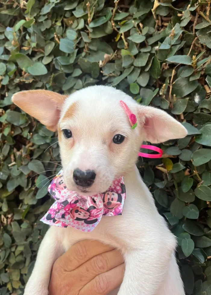 Cachorro ra a SRD-ViraLata idade Abaixo de 2 meses nome Julia Soares