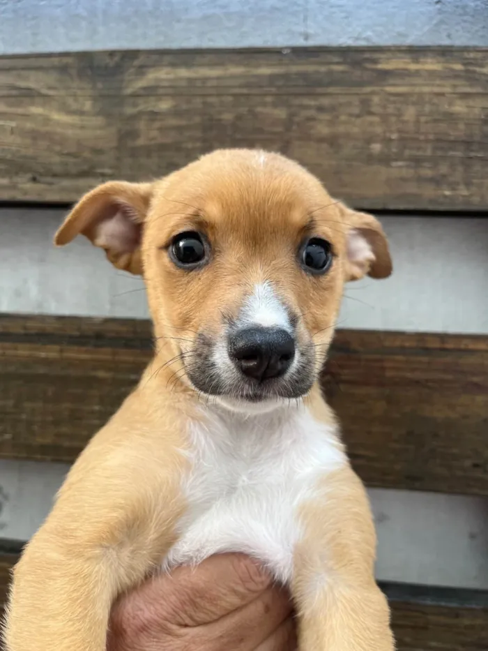 Cachorro ra a SRD-ViraLata idade Abaixo de 2 meses nome Flavia Saraiva