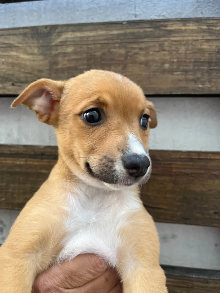 Cachorro ra a SRD-ViraLata idade Abaixo de 2 meses nome Flavia Saraiva