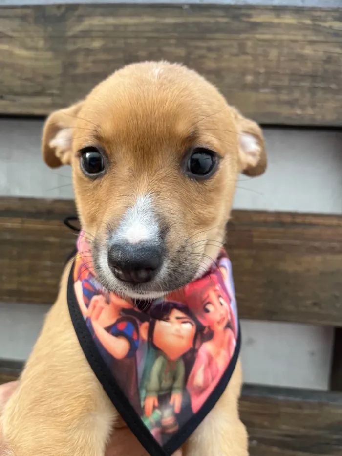 Cachorro ra a SRD-ViraLata idade Abaixo de 2 meses nome Flavia Saraiva