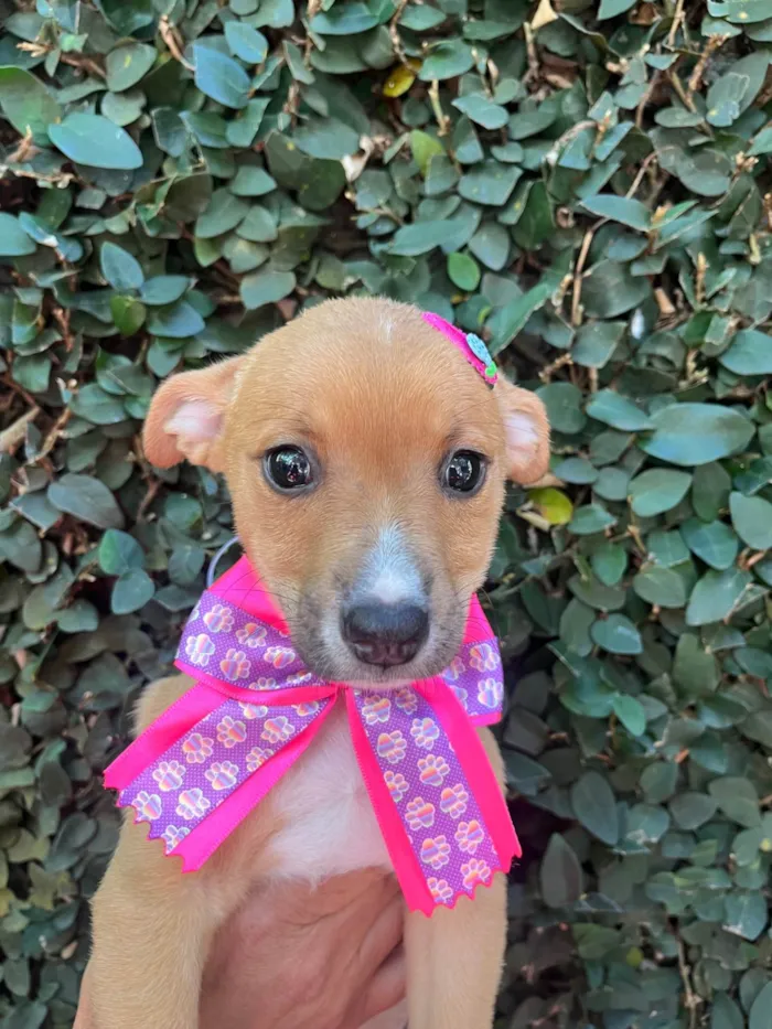 Cachorro ra a SRD-ViraLata idade Abaixo de 2 meses nome Flavia Saraiva