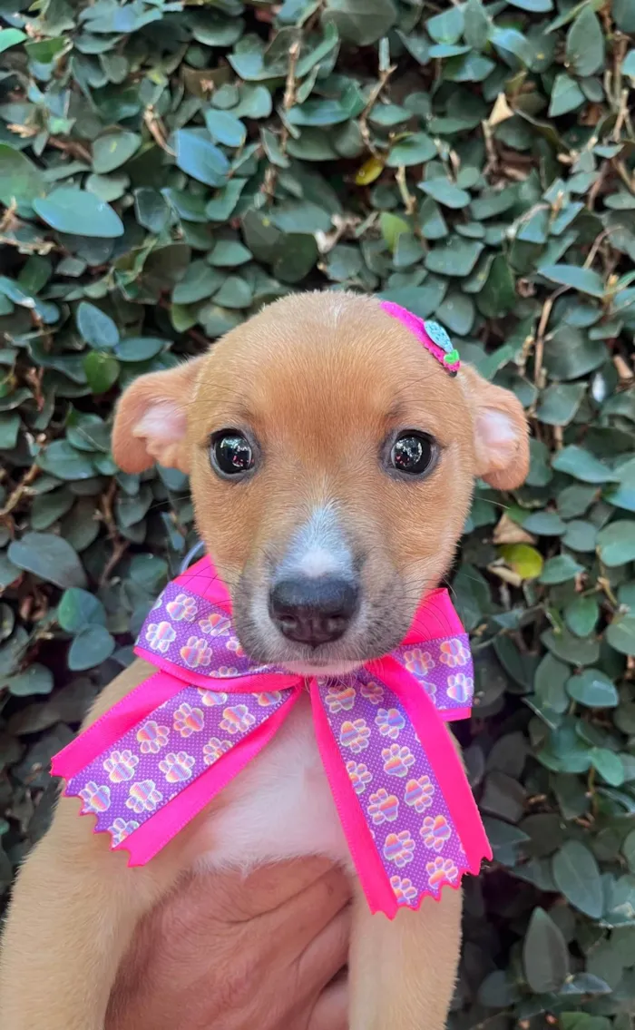 Cachorro ra a SRD-ViraLata idade Abaixo de 2 meses nome Flavia Saraiva