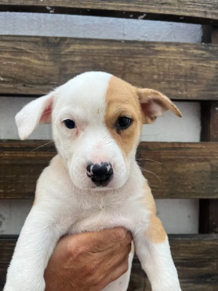 Cachorro ra a SRD-ViraLata idade Abaixo de 2 meses nome Jade Barbosa