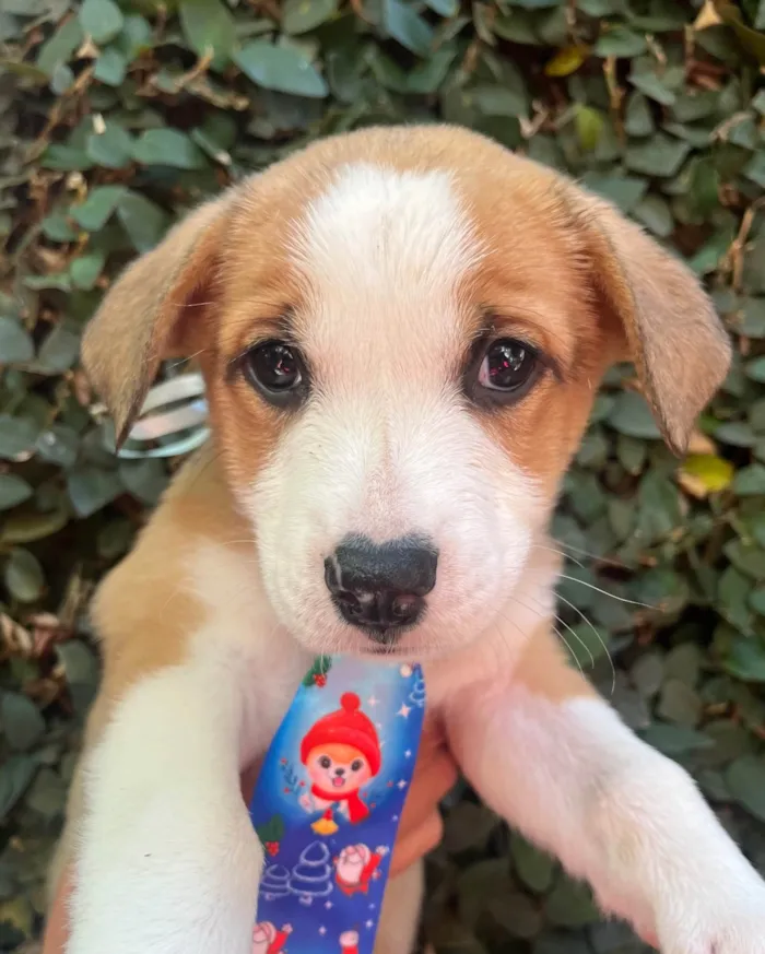 Cachorro ra a SRD-ViraLata idade Abaixo de 2 meses nome Arthur Zanetti