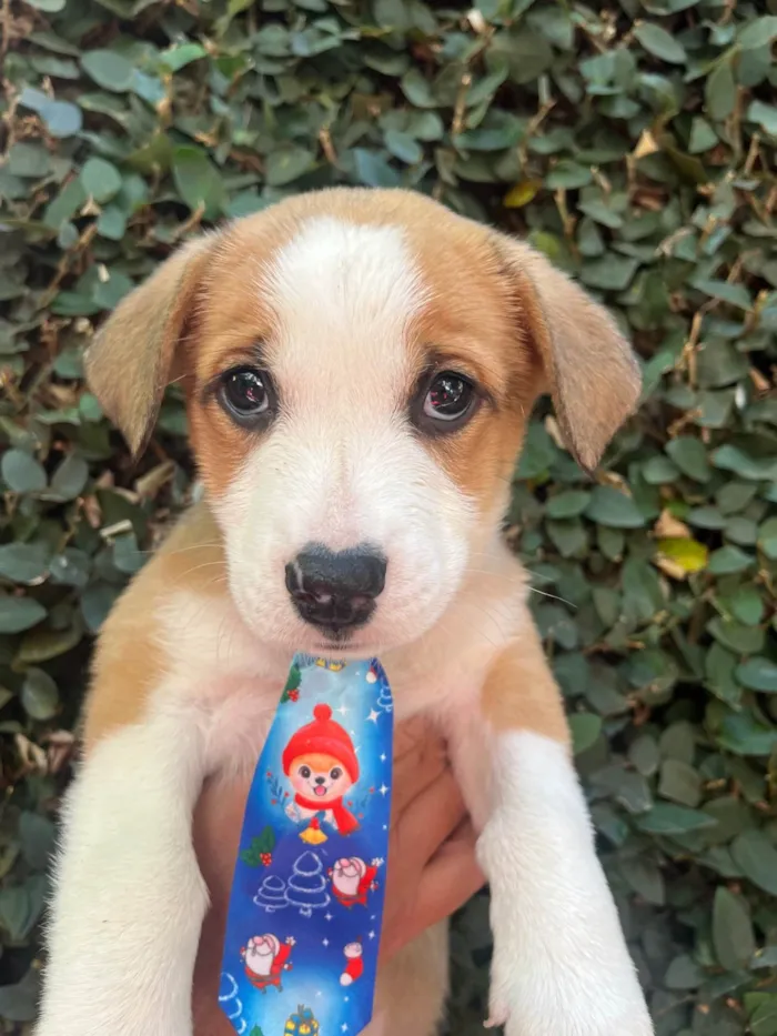 Cachorro ra a SRD-ViraLata idade Abaixo de 2 meses nome Arthur Zanetti