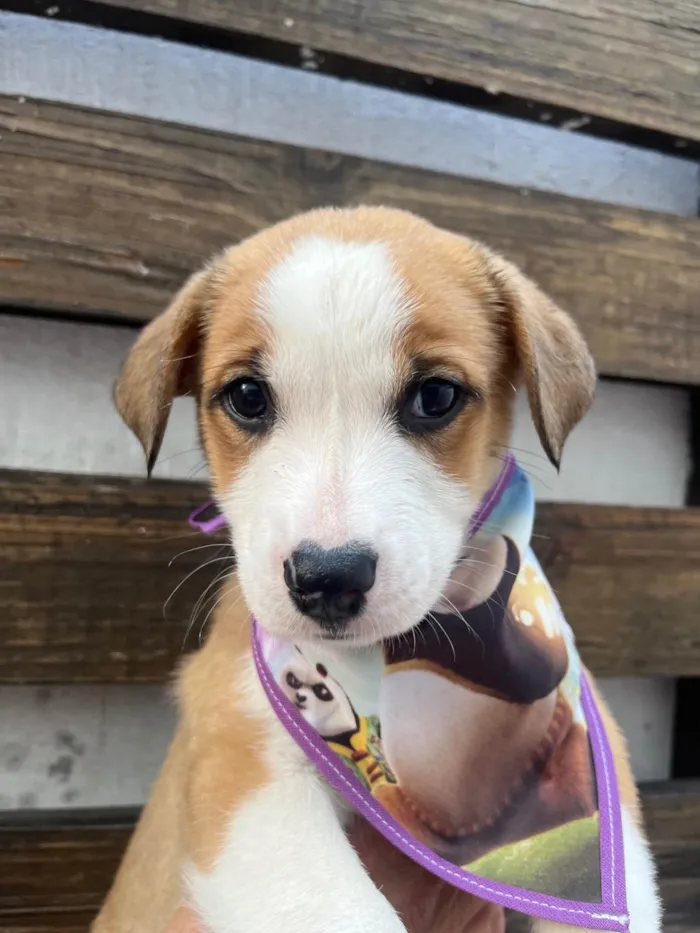 Cachorro ra a SRD-ViraLata idade Abaixo de 2 meses nome Arthur Zanetti