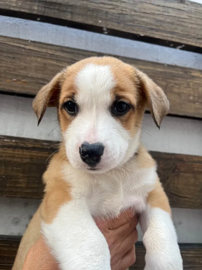 Cachorro ra a SRD-ViraLata idade Abaixo de 2 meses nome Arthur Zanetti