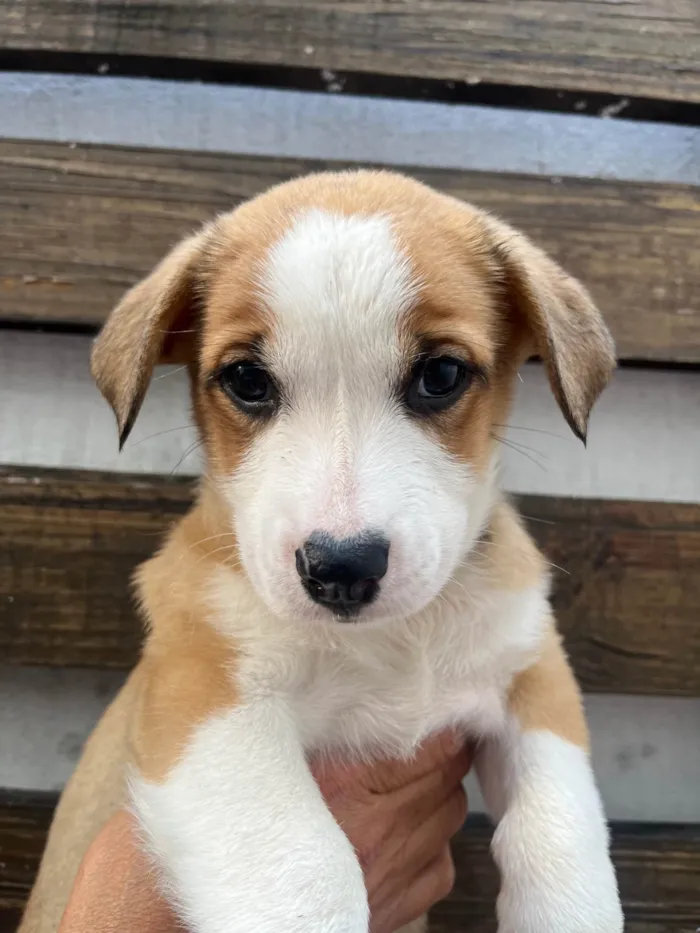 Cachorro ra a SRD-ViraLata idade Abaixo de 2 meses nome Arthur Zanetti