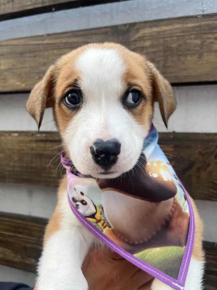 Cachorro ra a SRD-ViraLata idade Abaixo de 2 meses nome Arthur Zanetti