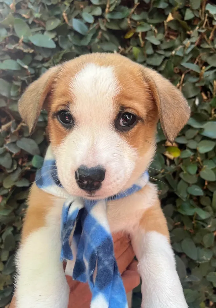 Cachorro ra a SRD-ViraLata idade Abaixo de 2 meses nome Arthur Zanetti