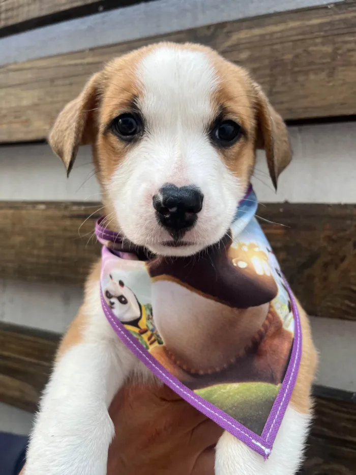 Cachorro ra a SRD-ViraLata idade Abaixo de 2 meses nome Arthur Zanetti