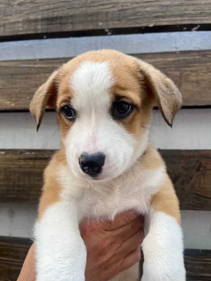 Cachorro ra a SRD-ViraLata idade Abaixo de 2 meses nome Arthur Zanetti