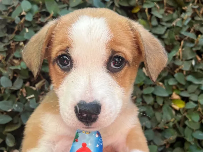 Cachorro ra a SRD-ViraLata idade Abaixo de 2 meses nome Arthur Zanetti