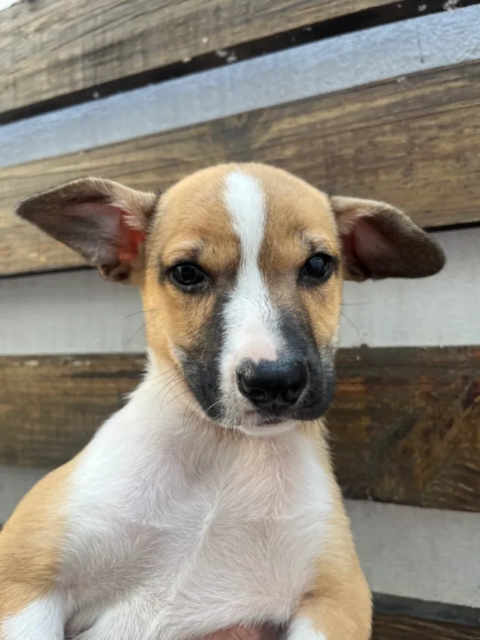 Cachorro ra a SRD-ViraLata idade Abaixo de 2 meses nome Diogo Soares