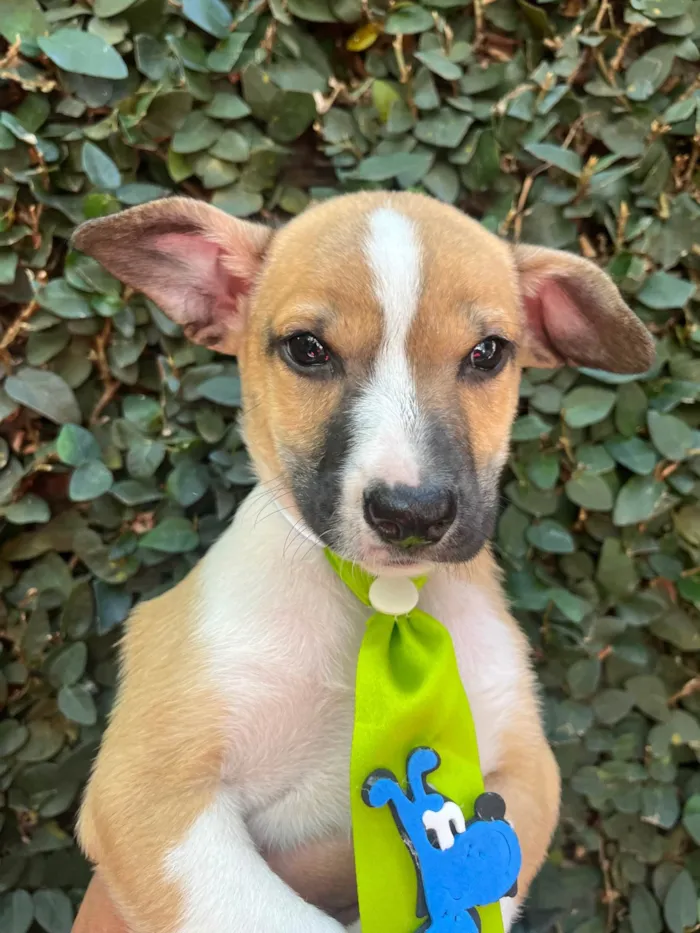 Cachorro ra a SRD-ViraLata idade Abaixo de 2 meses nome Diogo Soares