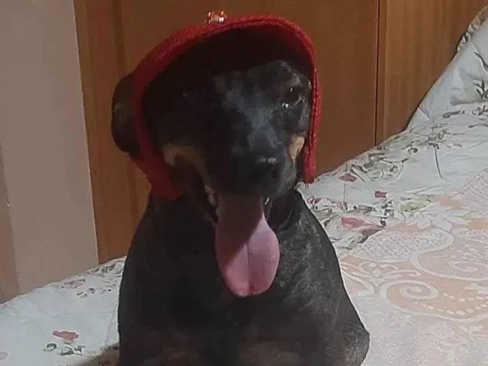 Cachorro ra a SRD-ViraLata idade 1 ano nome Maitê