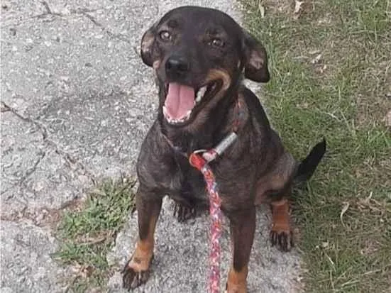 Cachorro ra a SRD-ViraLata idade 1 ano nome Maitê