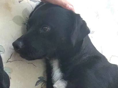 Cachorro raça SRD-ViraLata idade 1 ano nome Duck