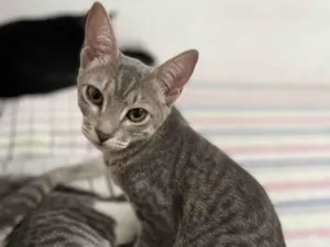 Gato raça SRD-ViraLata idade 2 a 6 meses nome Gatinhas sem nome