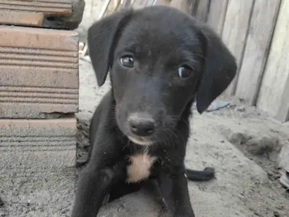 Cachorro raça SRD-ViraLata idade Abaixo de 2 meses nome Kauelly