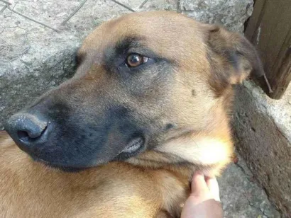 Cachorro raça SRD-ViraLata idade 3 anos nome Tonico 