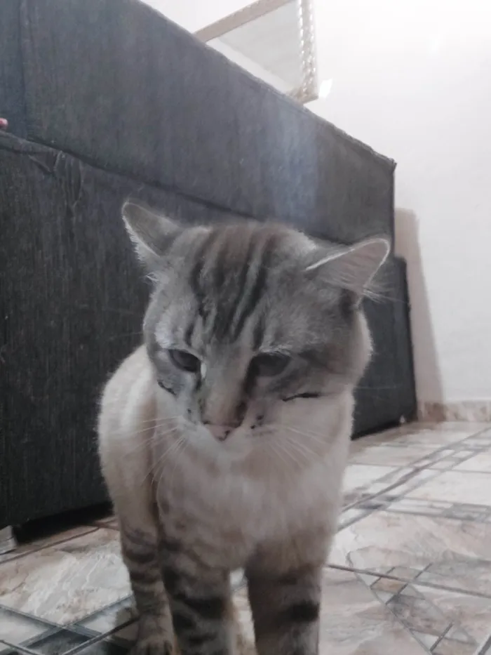 Gato ra a SRD-ViraLata idade 2 anos nome Toco