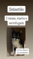 Sebastião, Tico e Teco