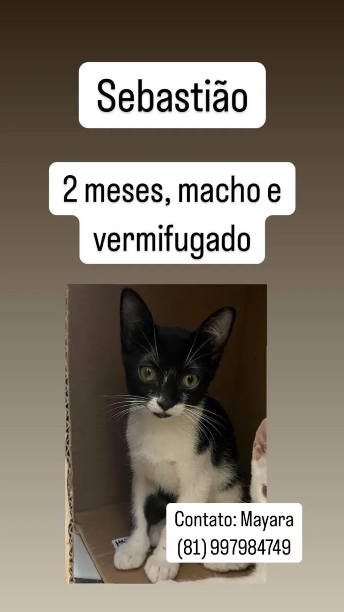 Gato ra a SRD-ViraLata idade 2 a 6 meses nome Sebastião, Tico e Teco