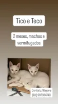 Sebastião, Tico e Teco