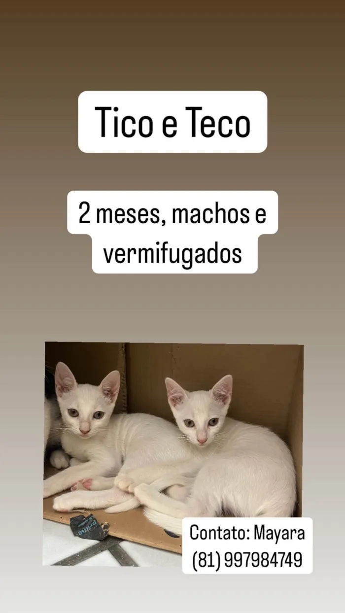 Gato ra a SRD-ViraLata idade 2 a 6 meses nome Sebastião, Tico e Teco