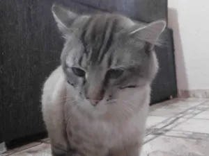 Gato raça SRD-ViraLata idade 2 anos nome Toco