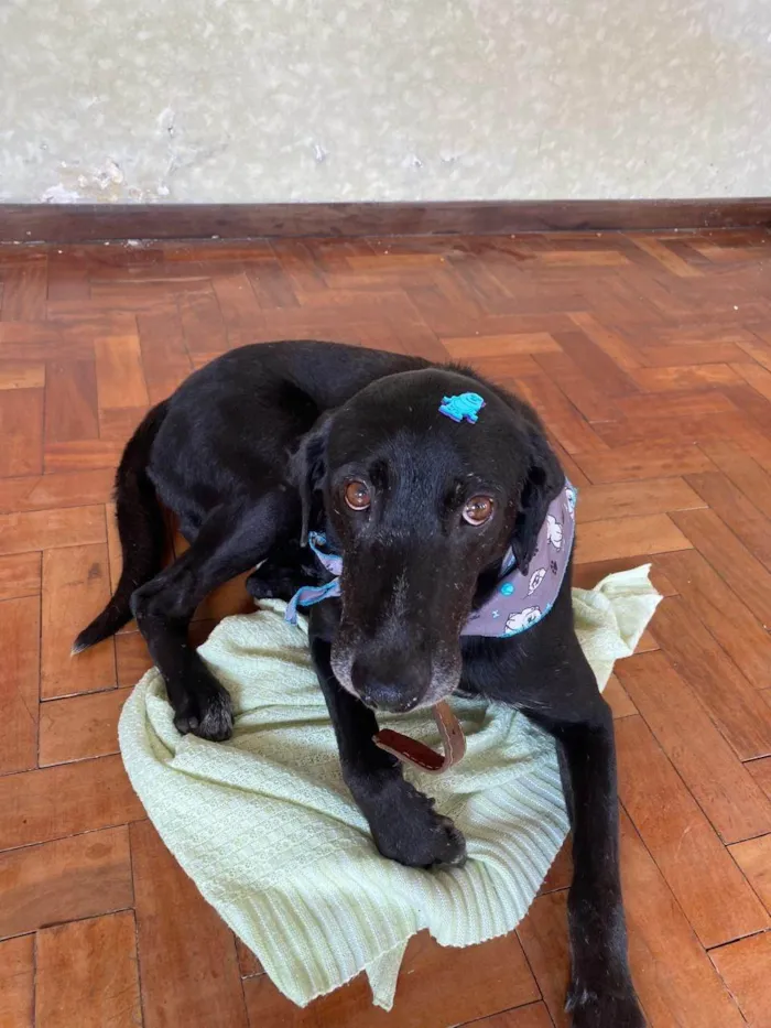 Cachorro ra a SRD-ViraLata idade 6 ou mais anos nome Ozzy