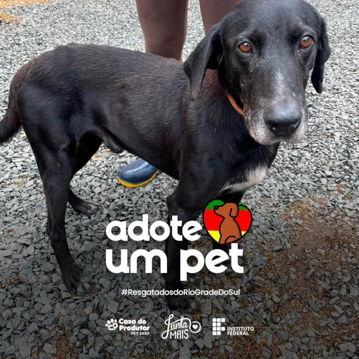 Cachorro ra a SRD-ViraLata idade 6 ou mais anos nome Ozzy