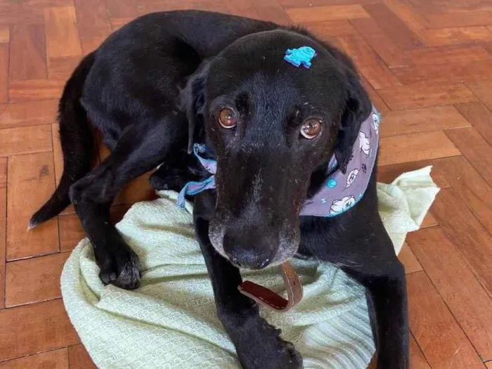 Cachorro ra a SRD-ViraLata idade 6 ou mais anos nome Ozzy