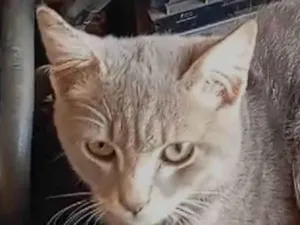 Gato raça SRD-ViraLata idade 2 a 6 meses nome Simba 