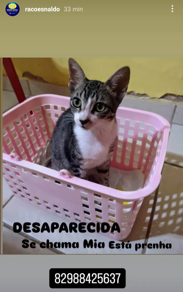 Gato ra a SRD-ViraLata idade 2 a 6 meses nome Mia