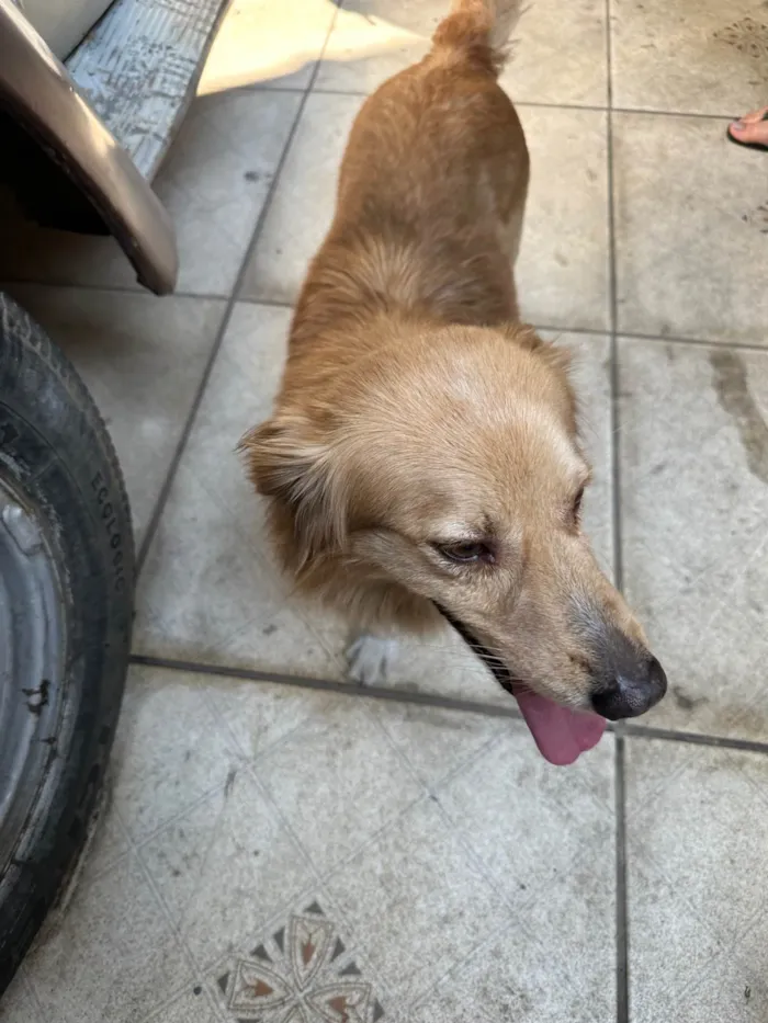 Cachorro ra a SRD-ViraLata idade 3 anos nome Sem nome 