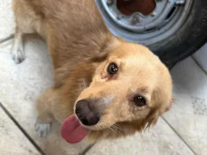 Cachorro raça SRD-ViraLata idade 3 anos nome Sem nome 